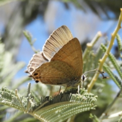 Jalmenus icilius (Amethyst Hairstreak) at Kambah, ACT - 30 Nov 2018 by MatthewFrawley