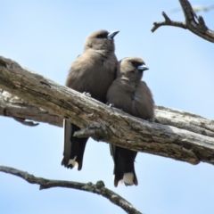 Artamus cyanopterus cyanopterus (Dusky Woodswallow) at Tharwa, ACT - 27 Nov 2018 by KumikoCallaway