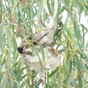 Philemon corniculatus at Tharwa, ACT - 27 Nov 2018 09:53 AM