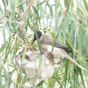 Philemon corniculatus at Tharwa, ACT - 27 Nov 2018 09:53 AM