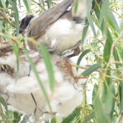 Philemon corniculatus at Tharwa, ACT - 27 Nov 2018 09:53 AM