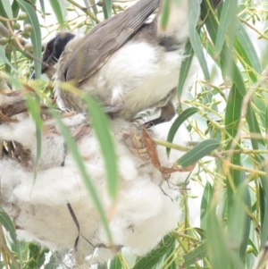 Philemon corniculatus at Tharwa, ACT - 27 Nov 2018