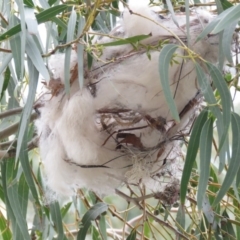 Philemon corniculatus at Tharwa, ACT - 27 Nov 2018 09:53 AM