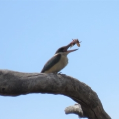 Todiramphus sanctus (Sacred Kingfisher) at Tennent, ACT - 27 Nov 2018 by KumikoCallaway