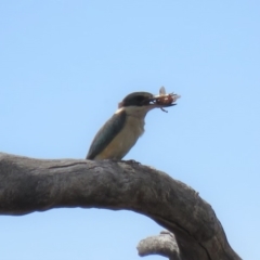 Todiramphus sanctus at Tennent, ACT - 27 Nov 2018