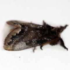 Euproctis marginalis (Margined Browntail Moth) at O'Connor, ACT - 30 Nov 2018 by ibaird