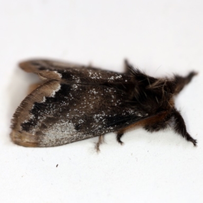 Euproctis marginalis (Margined Browntail Moth) at O'Connor, ACT - 30 Nov 2018 by ibaird