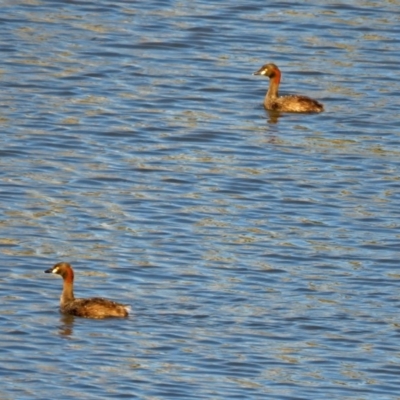 Tachybaptus novaehollandiae (Australasian Grebe) at Hume, ACT - 1 Dec 2018 by RodDeb