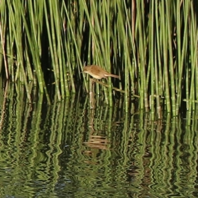 Acrocephalus australis (Australian Reed-Warbler) at Hume, ACT - 1 Dec 2018 by RodDeb