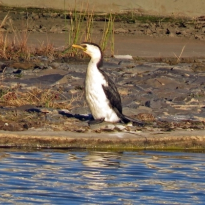 Microcarbo melanoleucos (Little Pied Cormorant) at Hume, ACT - 1 Dec 2018 by RodDeb