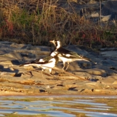 Grallina cyanoleuca (Magpie-lark) at Hume, ACT - 1 Dec 2018 by RodDeb