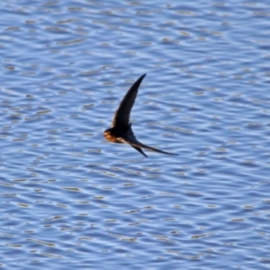 Hirundo neoxena at Hume, ACT - 1 Dec 2018 07:11 PM