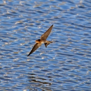 Hirundo neoxena at Hume, ACT - 1 Dec 2018 07:11 PM