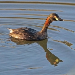 Tachybaptus novaehollandiae at Hume, ACT - 1 Dec 2018