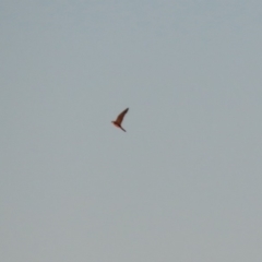 Falco longipennis at Hume, ACT - 1 Dec 2018