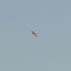 Falco longipennis at Hume, ACT - 1 Dec 2018