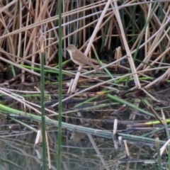 Acrocephalus australis at Hume, ACT - 1 Dec 2018