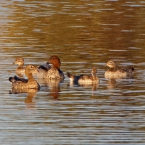 Chenonetta jubata at Hume, ACT - 1 Dec 2018