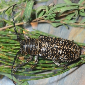 Rhytiphora albocincta at Wyanbene, NSW - 30 Nov 2018