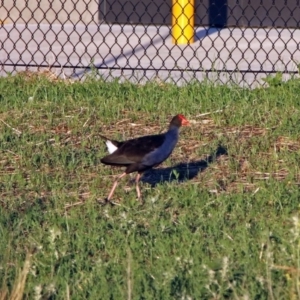 Porphyrio melanotus at Hume, ACT - 1 Dec 2018