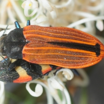 Castiarina erythroptera (Lycid Mimic Jewel Beetle) at Wyanbene, NSW - 30 Nov 2018 by Harrisi