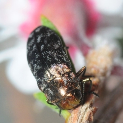 Diphucrania sp. (genus) (Jewel Beetle) at Molonglo Valley, ACT - 1 Dec 2018 by Harrisi