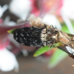 Diphucrania sp. (genus) at Molonglo Valley, ACT - 1 Dec 2018