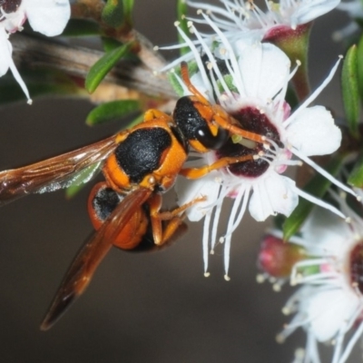 Eumeninae (subfamily) (Unidentified Potter wasp) at Sth Tablelands Ecosystem Park - 1 Dec 2018 by Harrisi