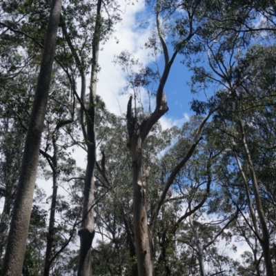 Native tree with hollow(s) (Native tree with hollow(s)) at Benandarah, NSW - 25 Nov 2018 by nickhopkins