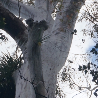 Native tree with hollow(s) (Native tree with hollow(s)) at Benandarah, NSW - 25 Nov 2018 by nickhopkins