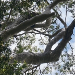 Native tree with hollow(s) (Native tree with hollow(s)) at Benandarah, NSW - 25 Nov 2018 by nickhopkins