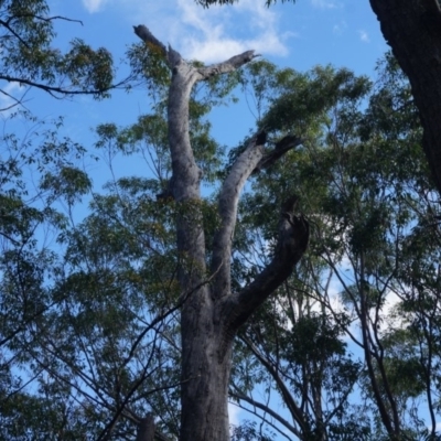 Native tree with hollow(s) (Native tree with hollow(s)) at Benandarah, NSW - 25 Nov 2018 by nickhopkins