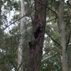 Native tree with hollow(s) (Native tree with hollow(s)) at Benandarah, NSW - 25 Nov 2018 by nickhopkins