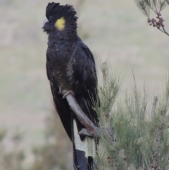 Zanda funerea (Yellow-tailed Black-Cockatoo) at Tuggeranong DC, ACT - 26 Nov 2018 by michaelb