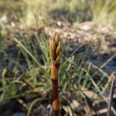 Dipodium roseum (Rosy Hyacinth Orchid) at Cook, ACT - 1 Dec 2018 by CathB