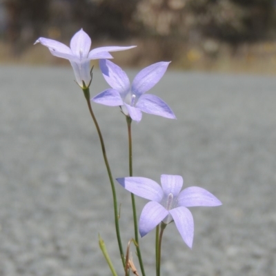 Wahlenbergia capillaris (Tufted Bluebell) at Gordon, ACT - 29 Nov 2018 by michaelb