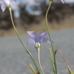 Wahlenbergia capillaris at Gordon, ACT - 29 Nov 2018