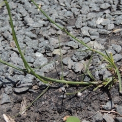 Wahlenbergia capillaris at Gordon, ACT - 29 Nov 2018