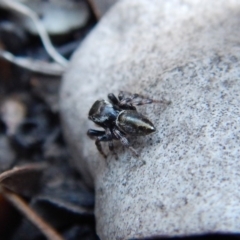 Maratus scutulatus at Dunlop, ACT - 1 Dec 2018