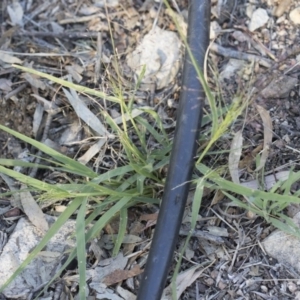 Panicum effusum at Michelago, NSW - 1 Dec 2018 05:30 PM