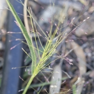 Panicum effusum at Michelago, NSW - 1 Dec 2018 05:30 PM