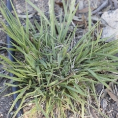 Panicum effusum at Michelago, NSW - 1 Dec 2018 05:30 PM