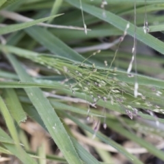 Panicum effusum at Michelago, NSW - 1 Dec 2018 05:30 PM