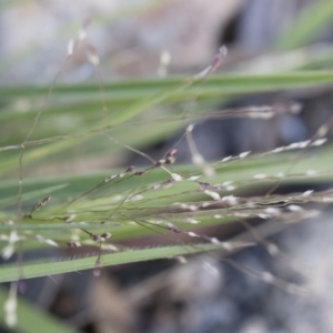 Panicum effusum at Michelago, NSW - 1 Dec 2018