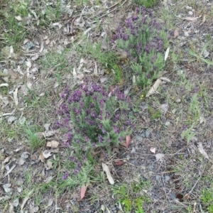 Lavandula stoechas at Wamboin, NSW - 2 Nov 2018 03:01 PM