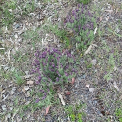 Lavandula stoechas (Spanish Lavender or Topped Lavender) at Wamboin, NSW - 2 Nov 2018 by Varanus