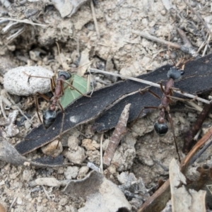 Myrmecia nigriceps at Michelago, NSW - 15 Nov 2018 04:39 PM