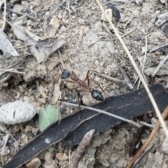 Myrmecia nigriceps at Michelago, NSW - 15 Nov 2018 04:39 PM