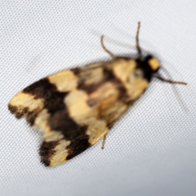 Termessa zonophanes (Double Yellow-patched Footman) at O'Connor, ACT - 1 Dec 2018 by ibaird