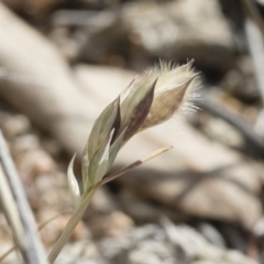 Rytidosperma carphoides (Short Wallaby Grass) at Michelago, NSW - 30 Nov 2018 by Illilanga